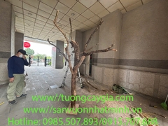 Bán thân cây khô đã qua xử lý mối mọt