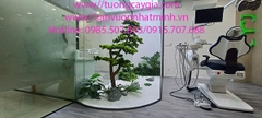 Lắp đặt tiểu cảnh, bục cây xanh tại Bệnh viện Răng hàm mặt Tp Bến Tre, tỉnh Bến Tre