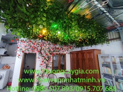 Thi công cây hoa hồng leo tường và giàn dây nho leo tại Đại Kim, Hoàng Mai, Hà Nội