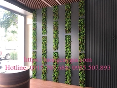Thi công lắp đặt hệ thống cây xanh tại showroom gạch Viglacera - Văn Phú - Hà Đông - Hà Nội