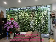 Thi công lắp đặt vách tường cây nhân tạo tại khu giếng trời nhà chú Phúc - Lương Thế Vinh - Hà Nội