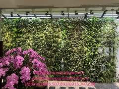 Thi công lắp đặt vách tường cây nhân tạo tại khu giếng trời nhà chú Phúc - Lương Thế Vinh - Hà Nội