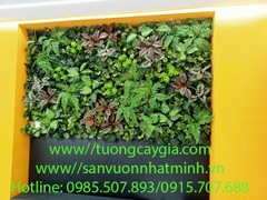 Thi công vách tường cây tại văn phòng công ty Starworld đường 13 Hữu Thọ, khu dân cư Kim Sơn, quận 7, Tp HCM
