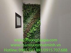 Vách tường cây giếng trời cao 16m tại nhà chị Hương phố Văn Cao - Ba Đình - HN