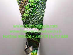 Vách tường cây giếng trời cao 16m tại nhà chị Hương phố Văn Cao - Ba Đình - HN