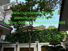 Thi công, lắp đặt vách tường cây ngoài trời giá tốt nhất thị trường