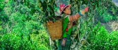 Chè Ô Long Thượng Hạng