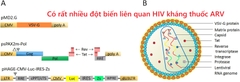 Các đột biến HIV kháng thuốc thường gặp