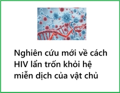Nghiên cứu mới chỉ ra cách virus HIV lẩn trốn hệ miễn dịch