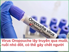 Virus Oropouche gây bệnh 'sốt lười' đang làm bùng phát dịch ở Nam Mỹ