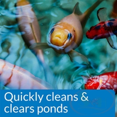 Vi sinh khử đục API Pond Simply Clear