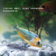 Thức ăn cá Biozym Pellet Feed Food