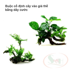 Cước tàng hình buộc rêu thủy sinh