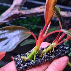 Giá thể trồng cây Thủy Mộc Napad nâu / đen / tổ ong