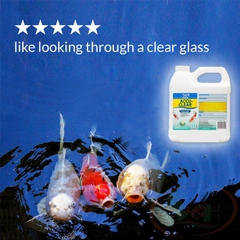 Làm trong nước API Pond Accu Clear