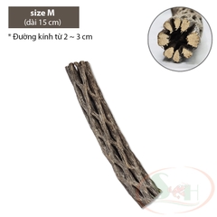 Lũa cholla cactus wood xương rồng