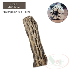 Lũa cholla cactus wood xương rồng