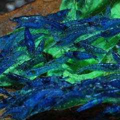 TÉP BLUE DIAMOND