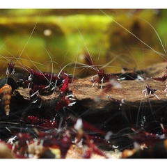 TÉP SULAWESI CHÂN TRẮNG