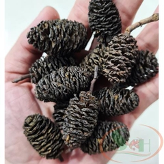 Trái thông Alder Cones (Erlenzapfen Cone)