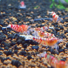 TÉP RED TIBEE