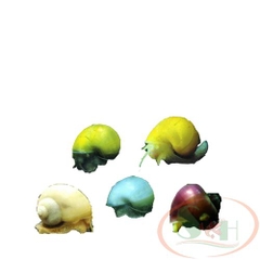 ỐC TÁO MÀU