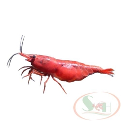 TÉP FIRE RED