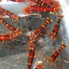 TÉP SULAWESI YELLOW CHEEK
