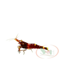TÉP SULAWESI YELLOW CHEEK