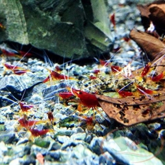 TÉP SULAWESI YELLOW NOSE