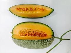 Dưa bạch kim giống Hàn