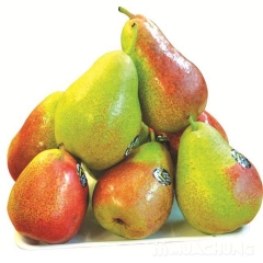 Lê forell (lê má hồng ) Namphi