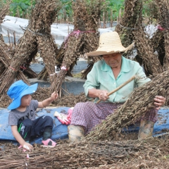 Dầu tía tô ép lạnh nội địa /Dầu tía tô trẻ em/Dầu sức khỏe gia đình/ người lớn tuổi Farmer's Warehouse [Quốc gia xuất xứ: Nội địa (Yecheon-gun, Gyencesangbuk-do), Hàn Quốc]