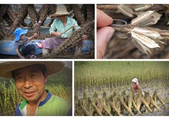 Dầu tía tô ép lạnh nội địa /Dầu tía tô trẻ em/Dầu sức khỏe gia đình/ người lớn tuổi Farmer's Warehouse [Quốc gia xuất xứ: Nội địa (Yecheon-gun, Gyencesangbuk-do), Hàn Quốc]