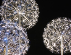 Đèn LED Bông hoa Bồ Công Anh Dandelion đường kính 1.5m, nhiều màu RGB - Giải pháp chiếu sáng cảnh quan kiểu mới