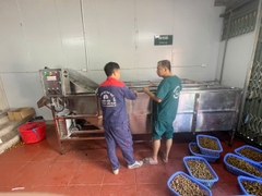 Máy rửa rau củ quả tự động công suất 1 tấn/h