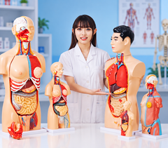 Mô hình cấu tạo cơ thể người
