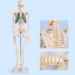 Mô Hình Bộ Xương (Lớp 2)