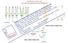 Các hình thức sinh sản vô tính ở động vật (Tranh giấy)