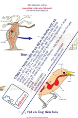 Các hình thức tiêu hoá ở động vật