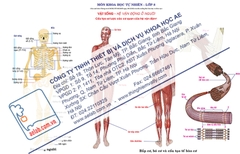 Cấu tạo sơ lược các cơ quan của hệ vận động (Tranh giấy)