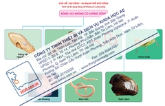 Đa dạng động vật không xương sống (Tranh giấy)
