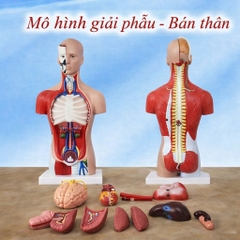 Mô Hình Giải Phẫu Cơ Quan Nội Tạng - Bán Thân (Lớp 2 + 3)