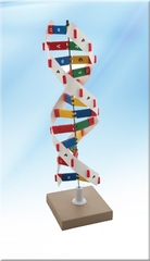 Mô hình DNA