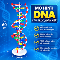 Mô hình DNA