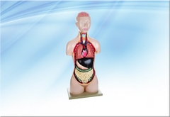 Mô hình giải phẫu nửa người -  8 phần