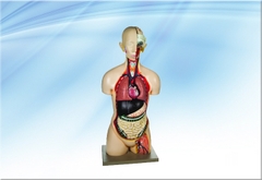 Mô hình giải phẫu nửa người -  18 phần