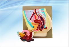 Mô hình cơ quan sinh dục nữ