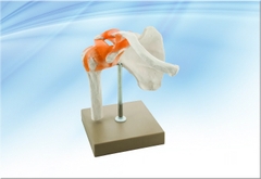 Mô hình xương bả vai