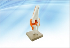 Mô hình xương khớp đầu gối